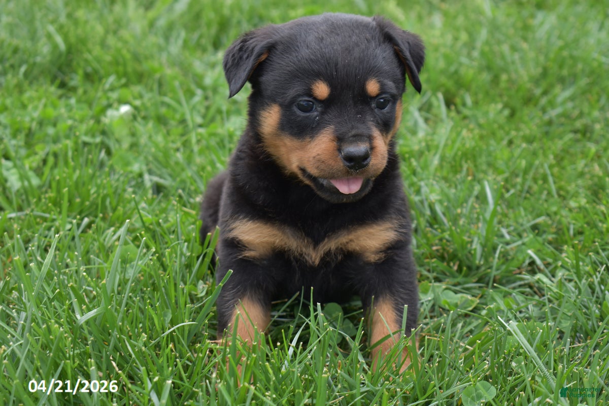 Rottweiler dogs Shadow - Ad 1