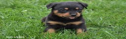 Rottweiler dogs for sale: Shadow - Ad 1