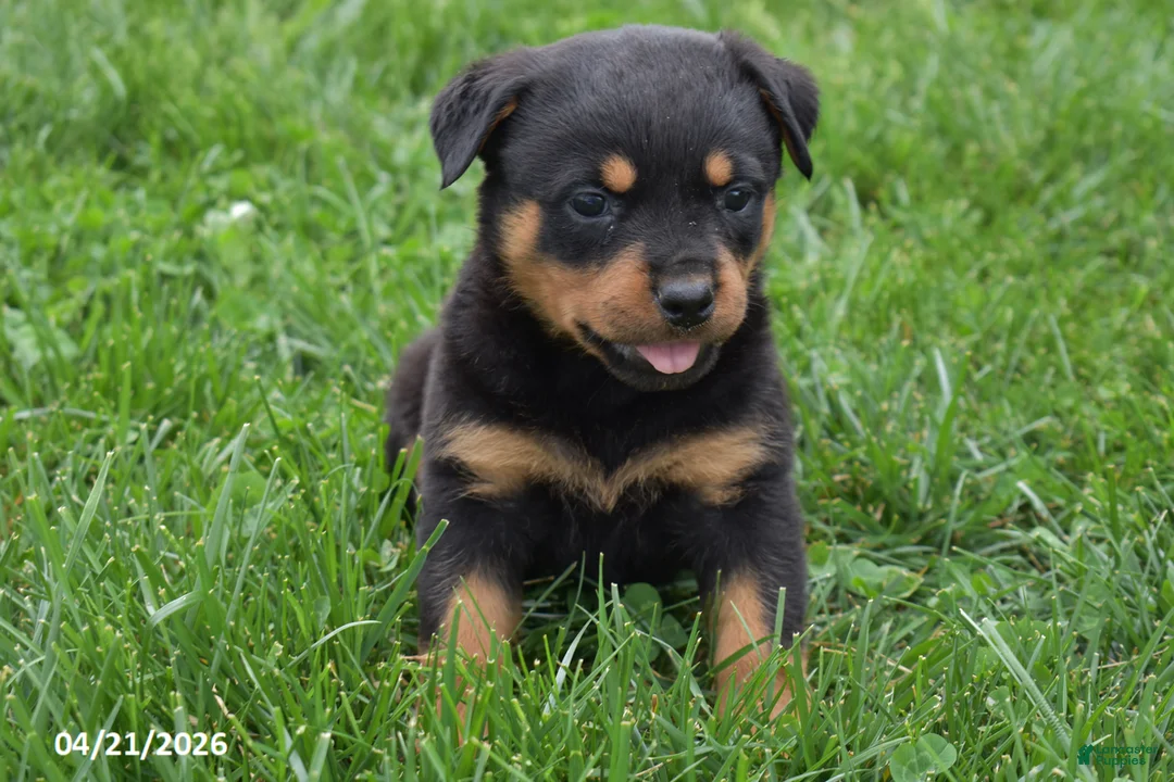 Rottweiler dogs for sale: Shadow - Ad 1