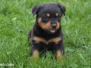 Rottweiler dogs for sale: Shadow - Ad 2