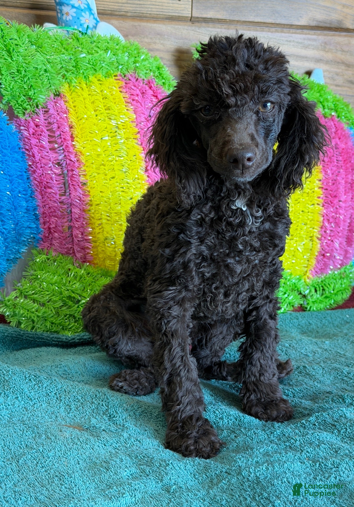 Miniature Poodle dogs Hershall - Ad 11