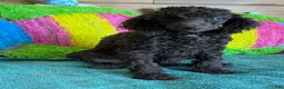 Miniature Poodle dogs for sale: Hershall - Ad 1