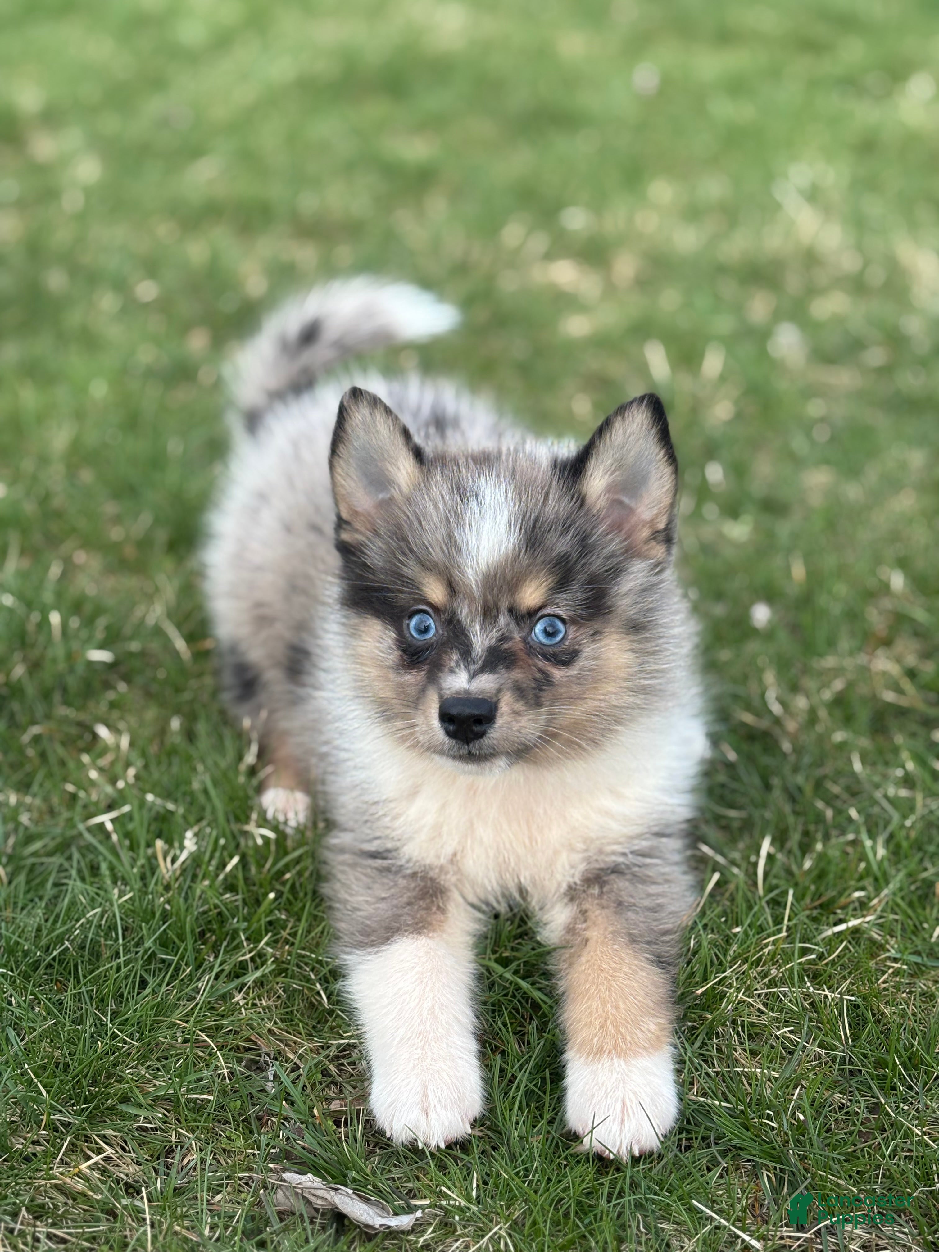 Pomsky dogs Danny - Ad 1