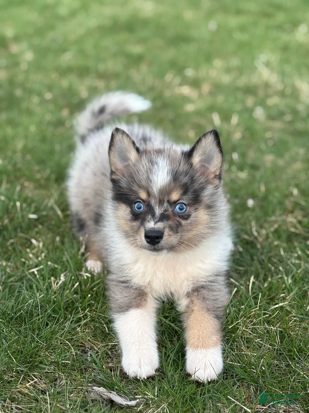 Pomsky dogs for sale: Danny - Ad 1