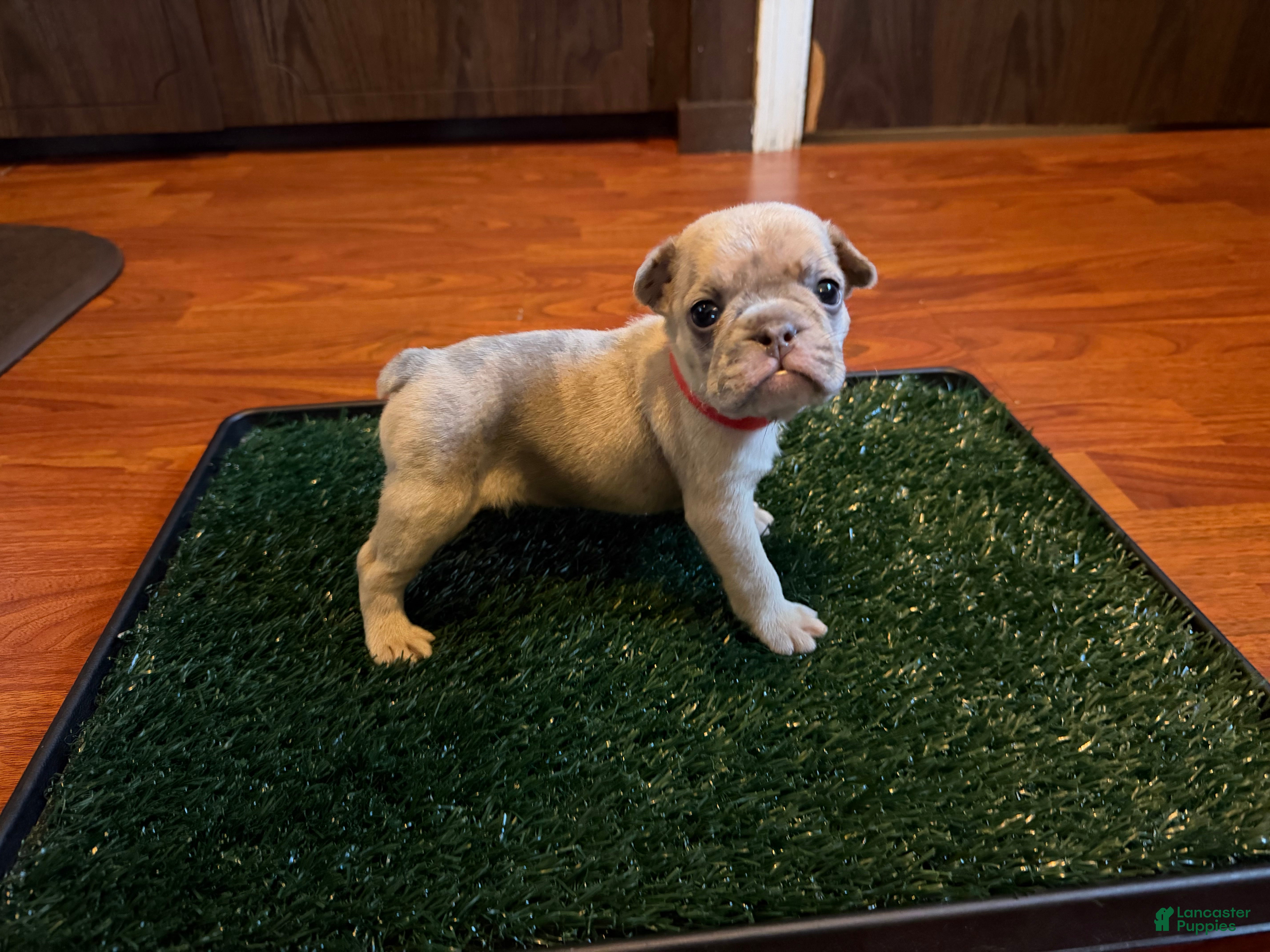 French Bulldog dogs Snow - Ad 33