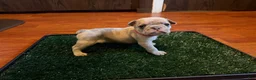 French Bulldog dogs for sale: Snow - Ad 1