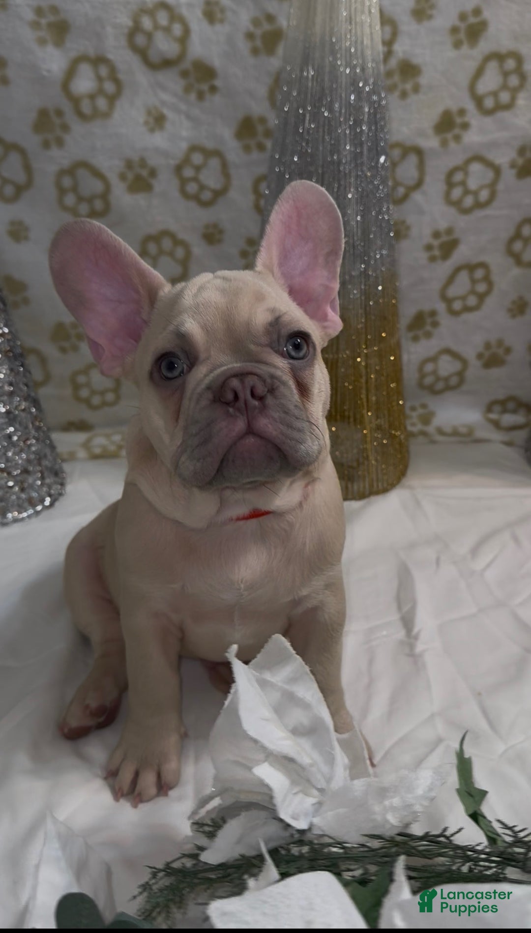 French Bulldog dogs for sale: Wolverine  - Ad 1