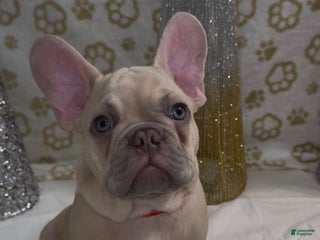 French Bulldog dogs Wolverine - Ad 5