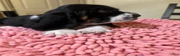 Basset Hound dogs for sale: Basset Hound 3 - Ad 2