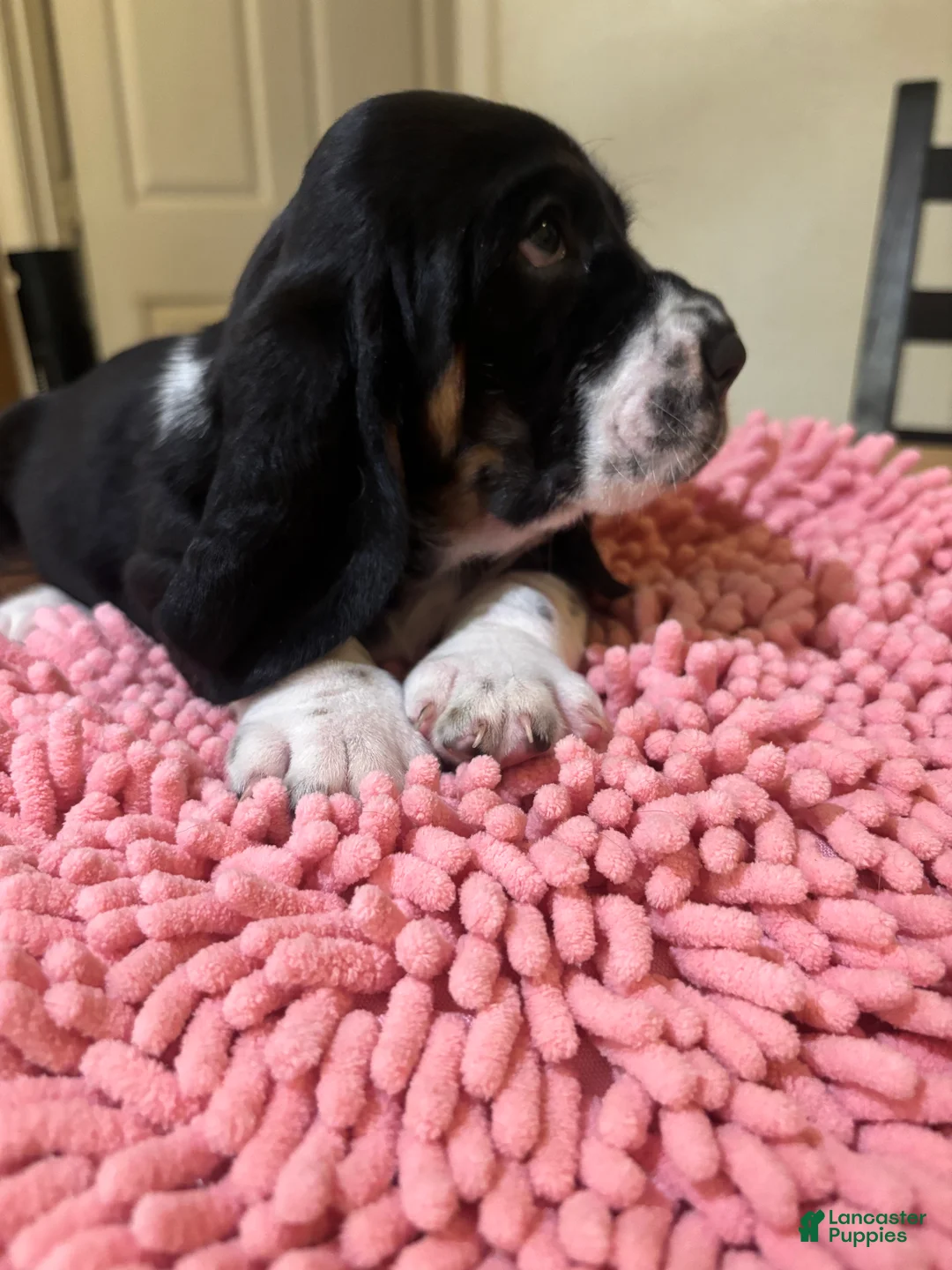 Basset Hound dogs for sale: Basset Hound 3 - Ad 2
