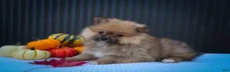 Pomeranian dogs for sale: 🐾 Meet Rambo — A Bouncy Little Ball of Fluff! 🐾 - Ad 7