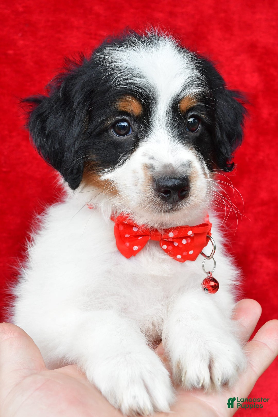 Aussiedoodle Puppies for sale in Cleveland, Ohio Lancaster Puppies
