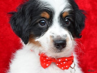 Aussiedoodle dogs - Ad 2