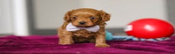 Cavapoo dogs for sale: Irwin - Ad 5