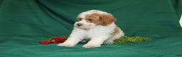 Miniature Poodle dogs for sale: Olaf - Ad 2