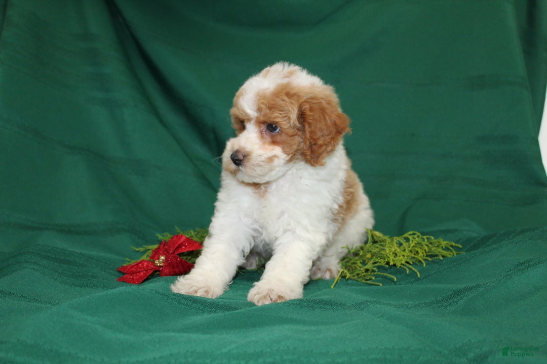 Miniature Poodle dogs for sale: Olaf - Ad 2
