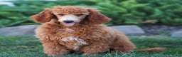 Standard Poodle dogs for sale: Ronnie - Ad 5
