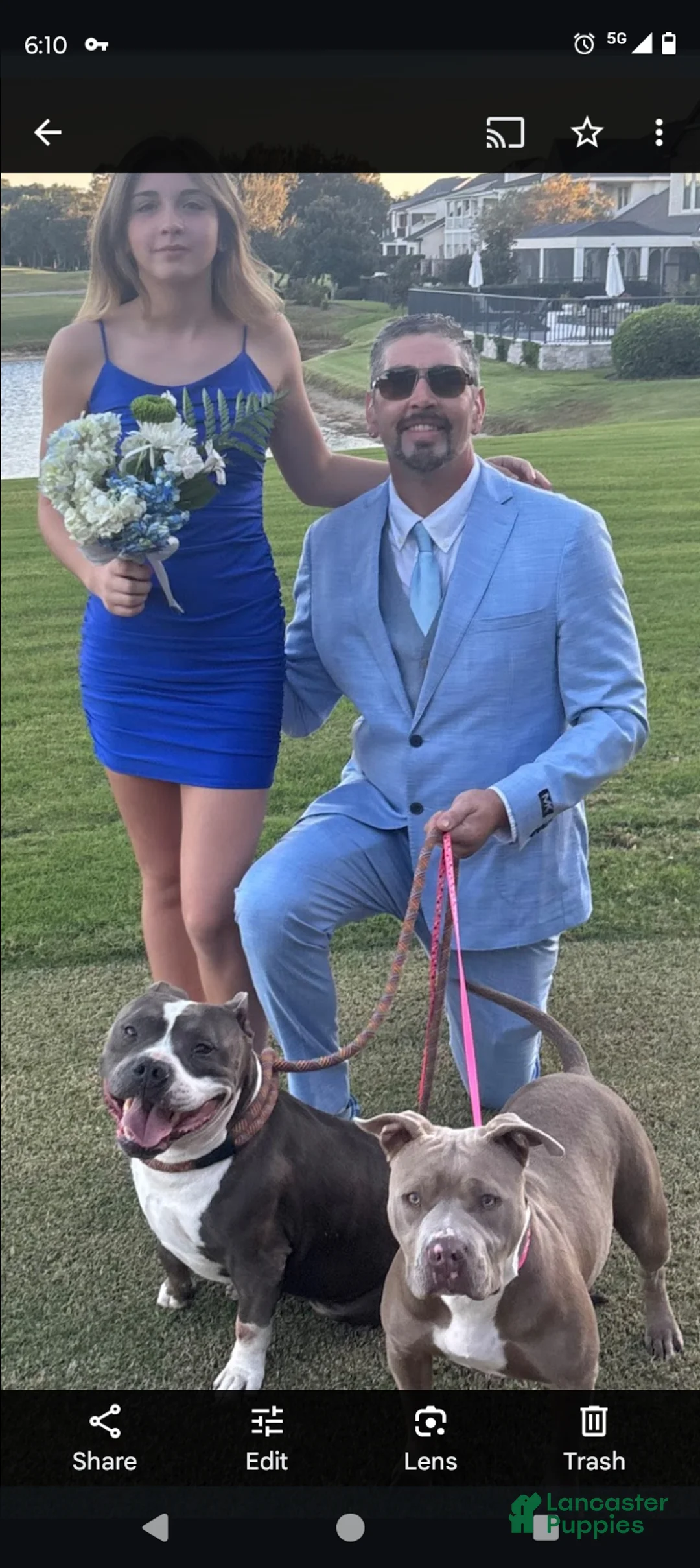 American Bully dogs for sale: American Bully 2 - Ad 2