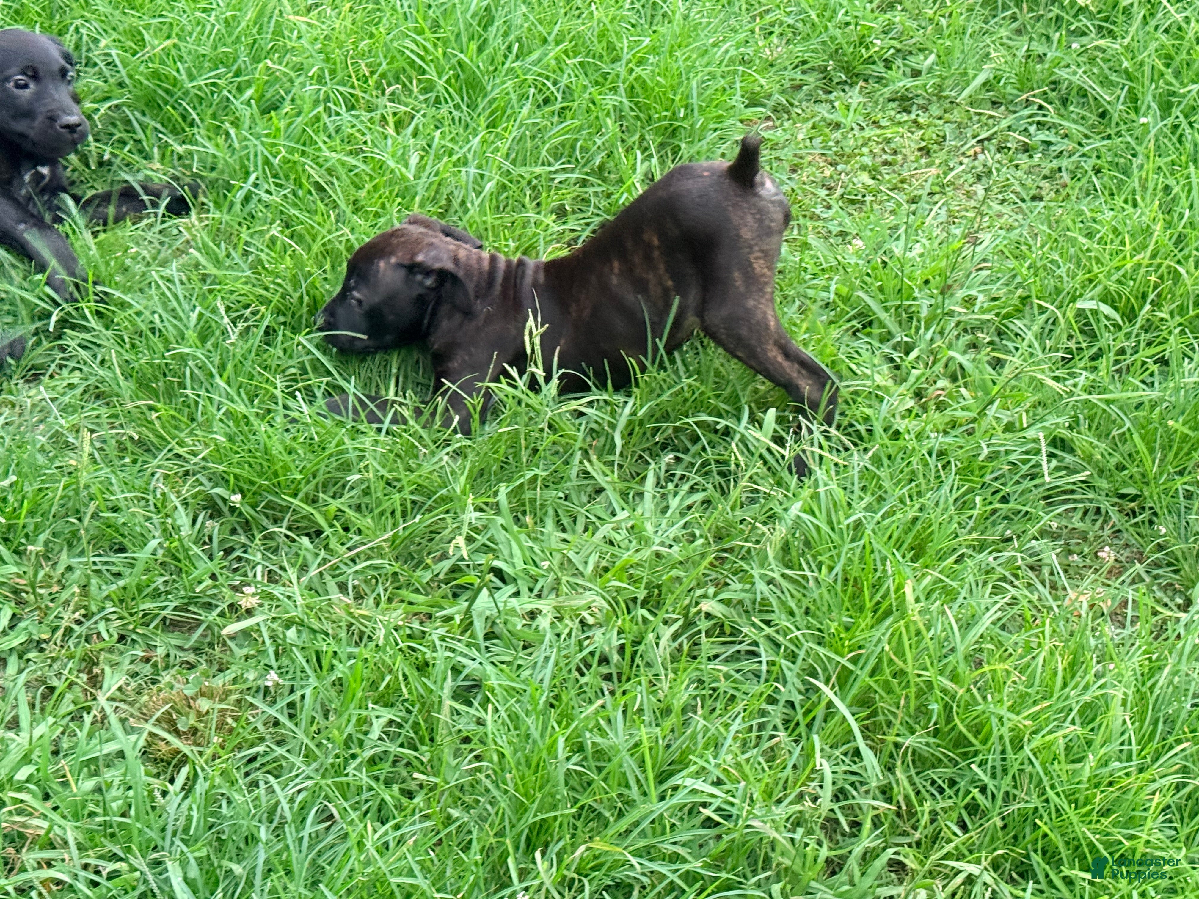 Cane Corso dogs Ketch AKC orange/teal collar - Ad 15