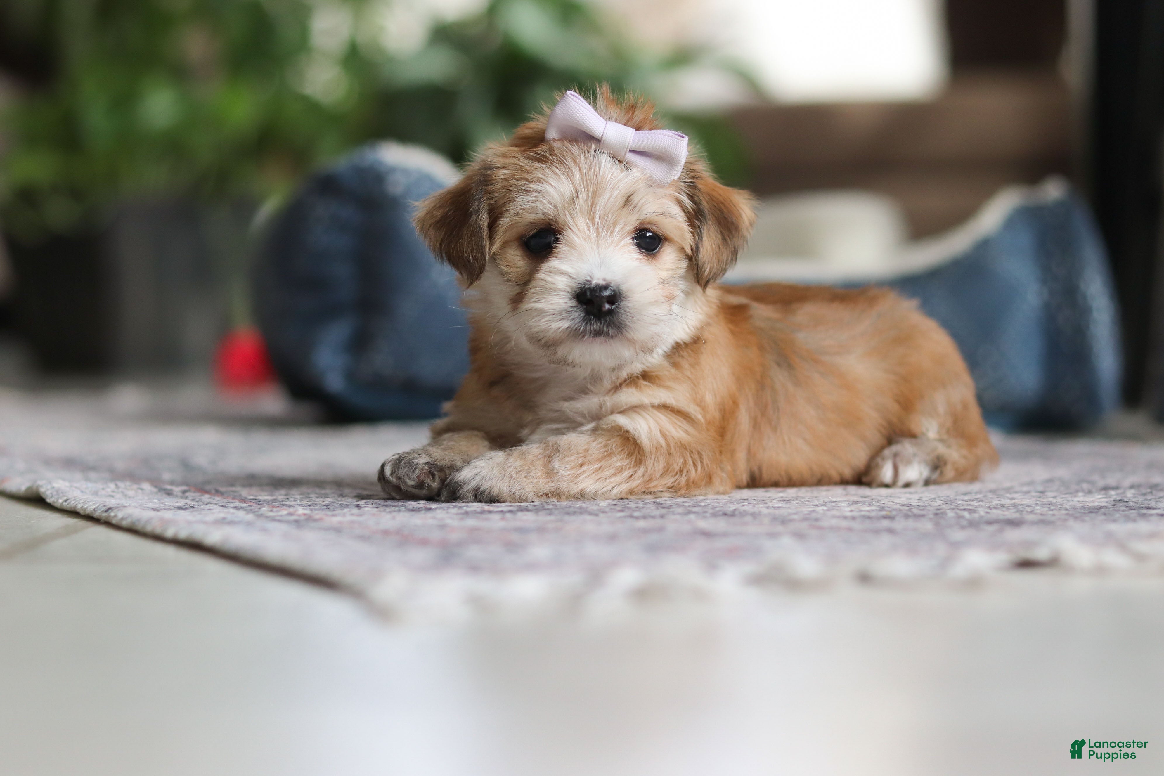 Morkie dogs Emma - Ad 2