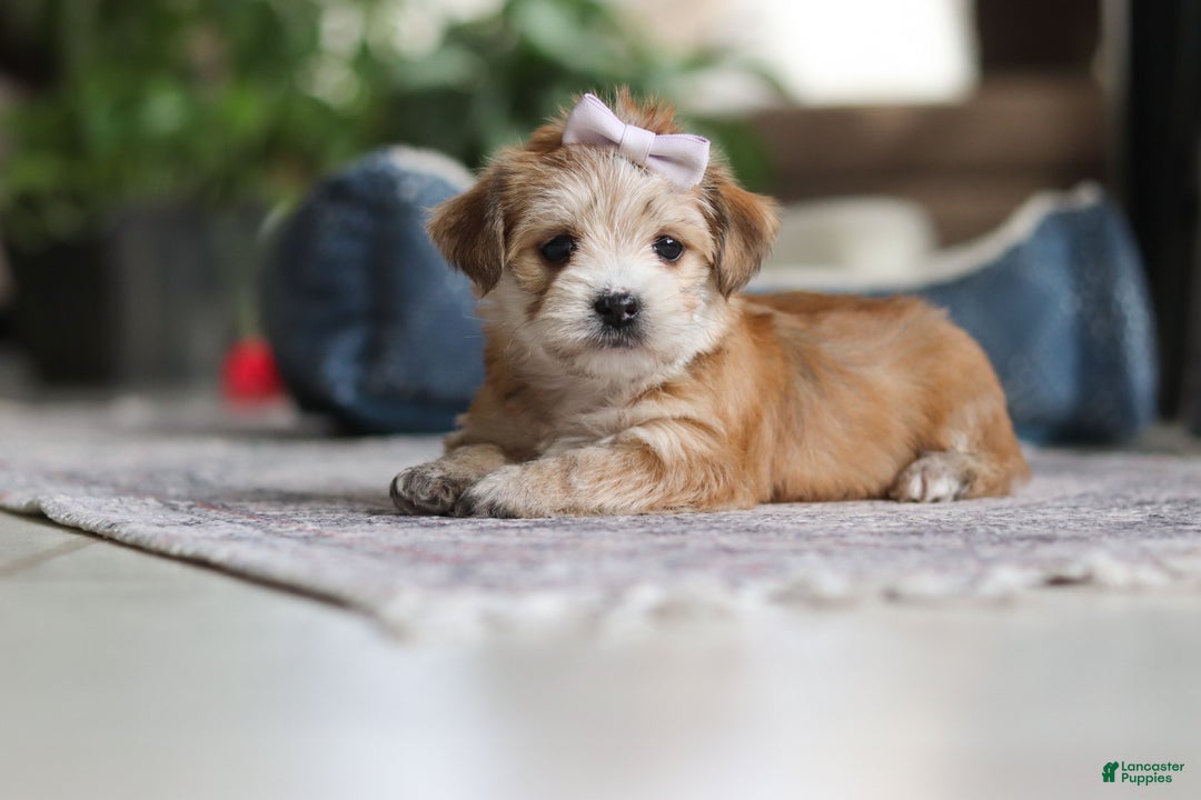 Morkie dogs for sale: Emma - Ad 2