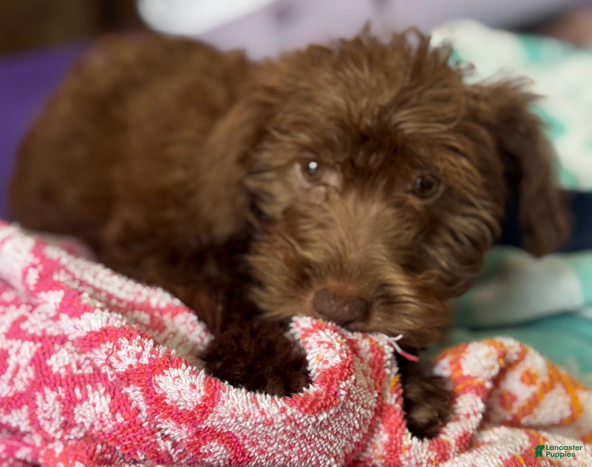 Mixed Breed dogs Mabel  - Ad 36