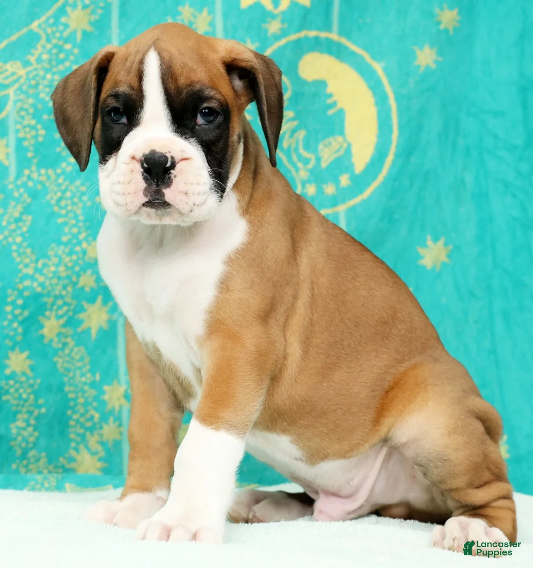 Boxer dogs for sale: Moose - Ad 2