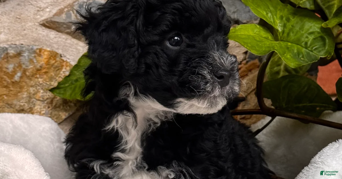 Lancaster Exploding River 🐾 Mini Aussiedoodle for sale in Columbia | Lancaster Puppies