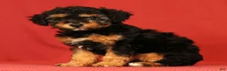 Miniature Poodle dogs for sale: Callie - Ad 6