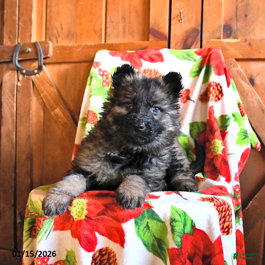 German Shepherd dogs for sale: Polly - Ad 2