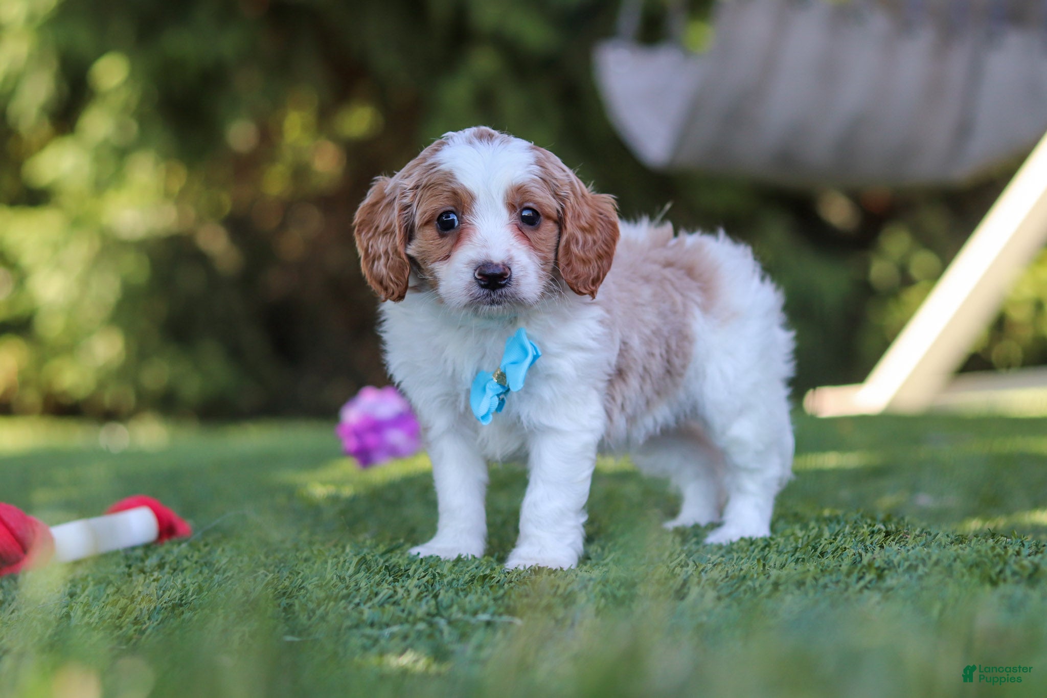 Cavapoo dogs Grey - Ad 1