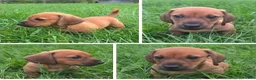Dachshund dogs for sale: Louie - Ad 1