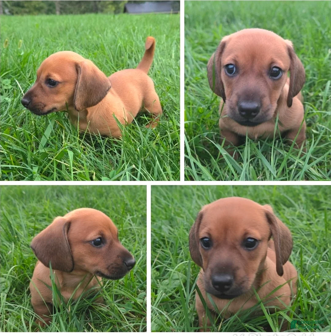 Dachshund dogs for sale: Louie - Ad 1