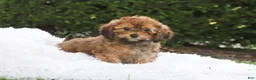 Cavapoo dogs for sale: Rudy - Ad 11