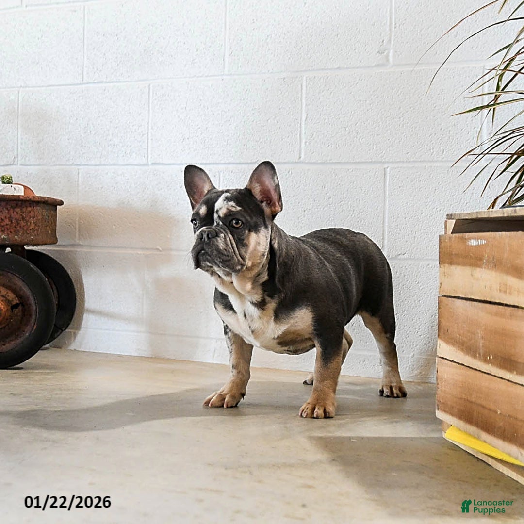 French Bulldog dogs for sale: Merly - Ad 2