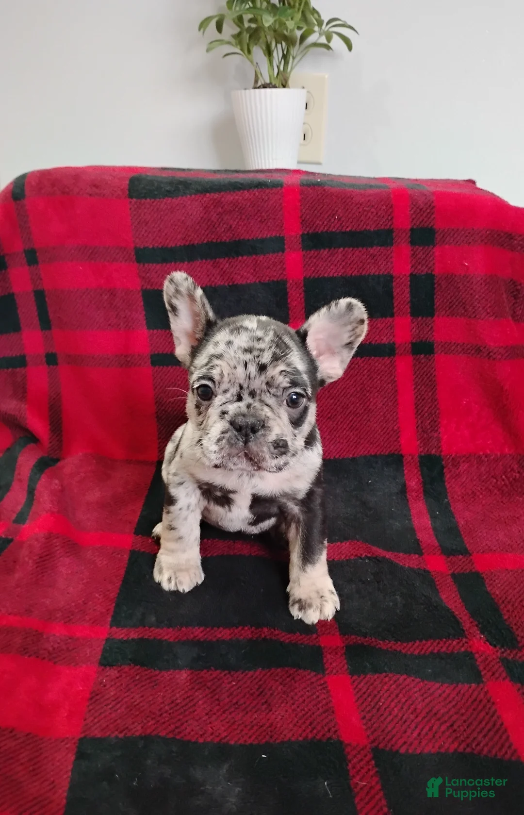 Mixed Breed dogs for sale: Remy - Ad 2