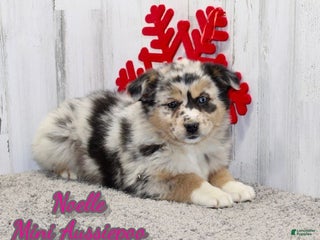 Mini Aussiedoodle dogs Noelle - Ad 23