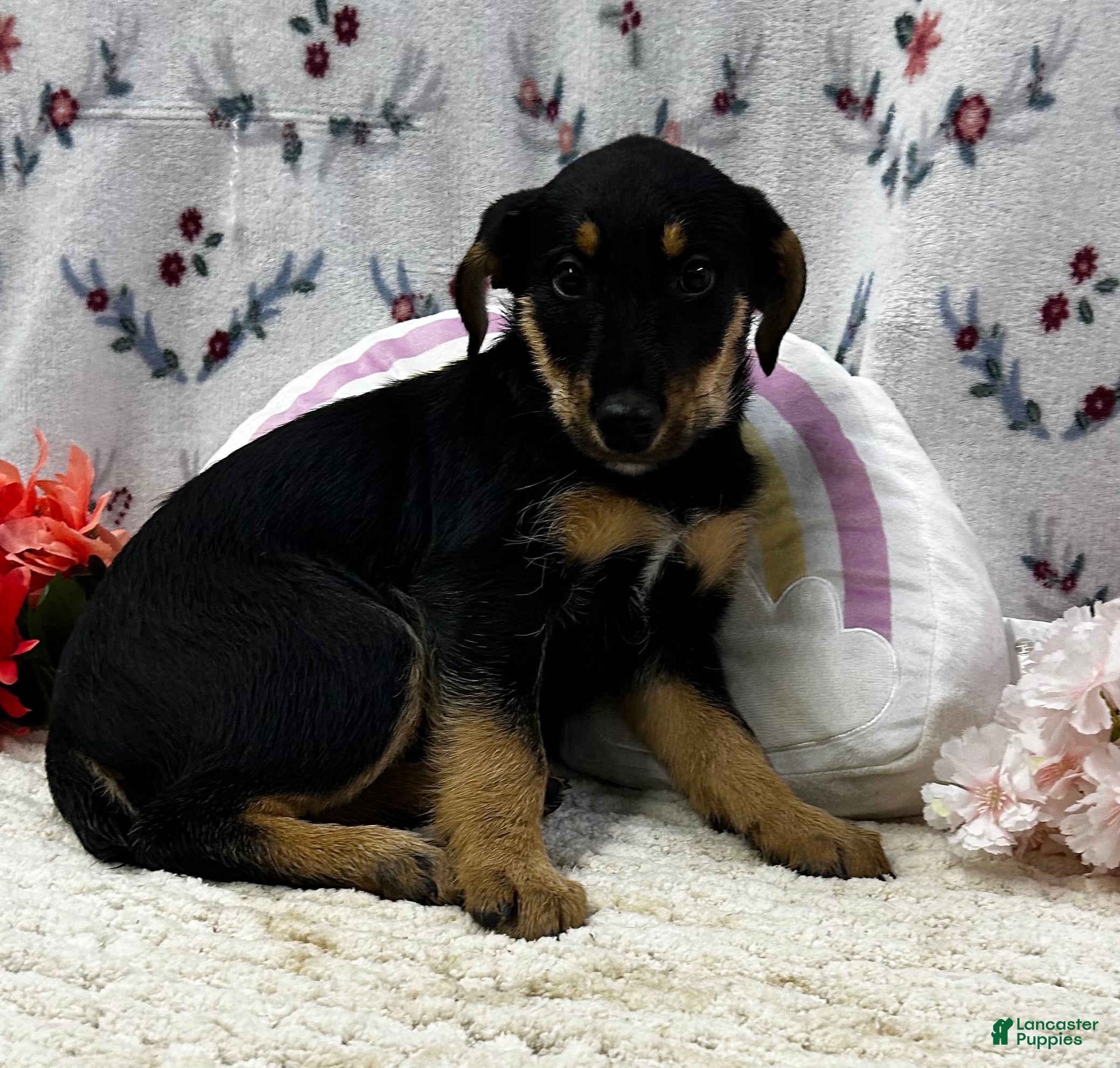 Airedale Terrier dogs Airedale Terrier Puppy 2 - Ad 3