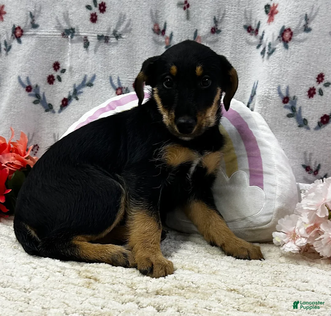 Airedale Terrier dogs for sale: Airedale Terrier Puppy 2 - Ad 1