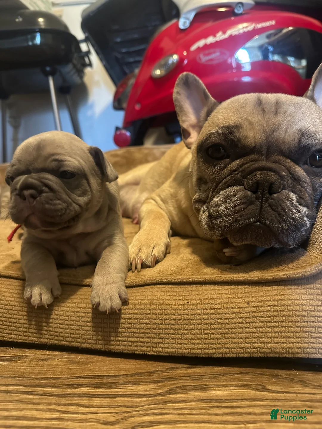 French Bulldog dogs for sale: French Bulldog Puppy 2 - Ad 10