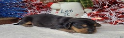 Miniature Dachshund dogs for sale: AKC Zeus - Ad 3