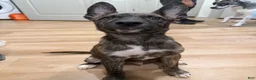 Mixed Breed dogs for sale: Mixed Breed 1 - Ad 2