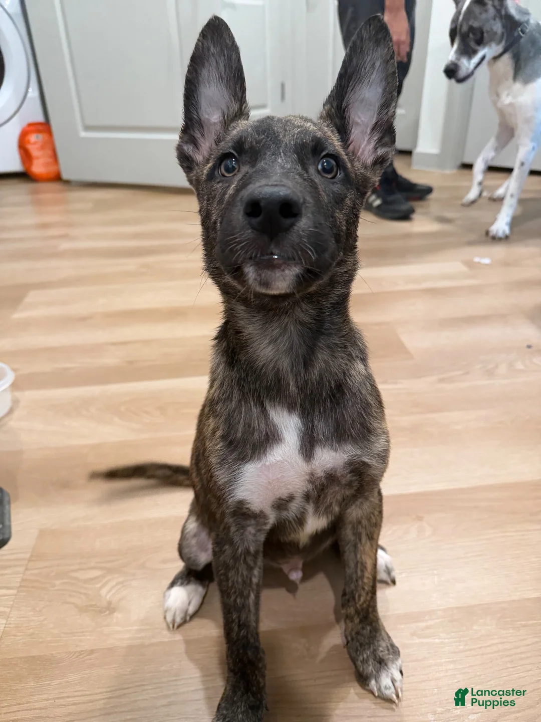 Mixed Breed dogs for sale: Mixed Breed 1 - Ad 2