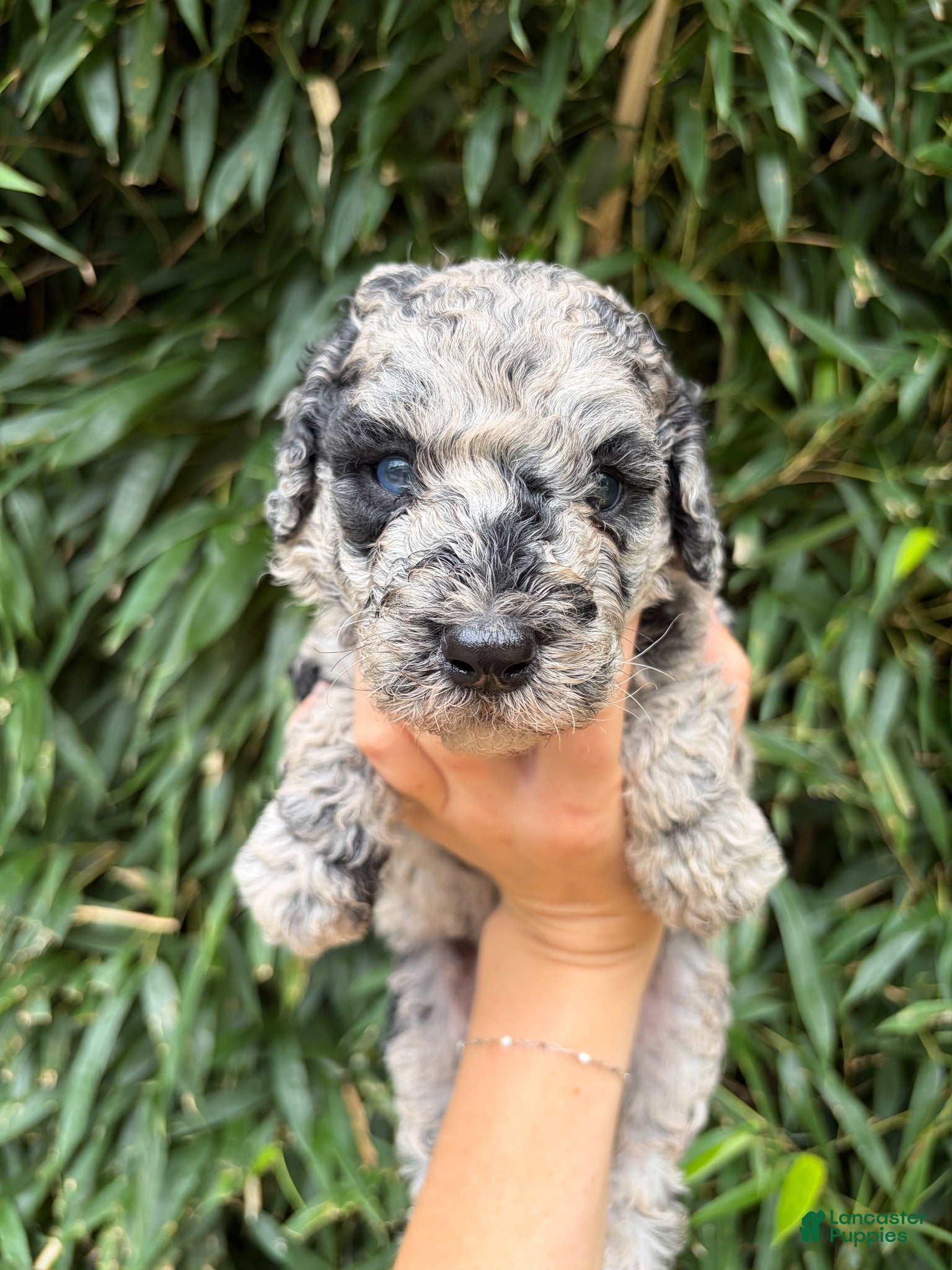 Goldendoodle dogs Goldendoodle 1 - Ad 17