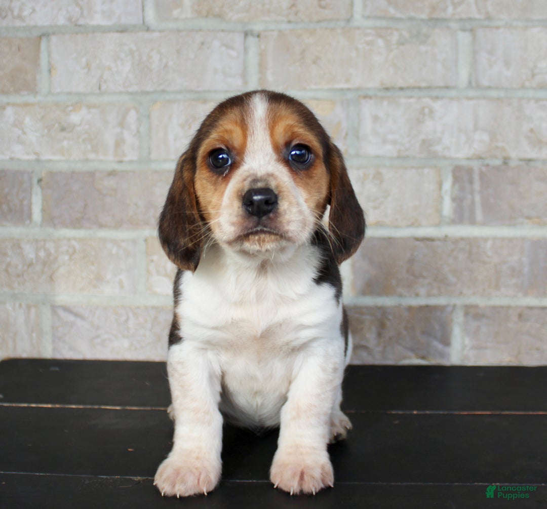 Beagle dogs for sale: Princess - Ad 3