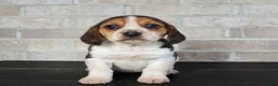 Beagle dogs for sale: Princess - Ad 3
