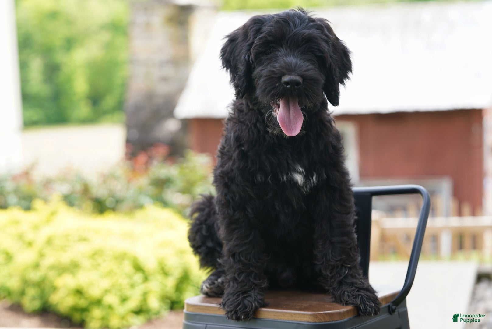 Portuguese Water Dog dogs Duke - Ad 2