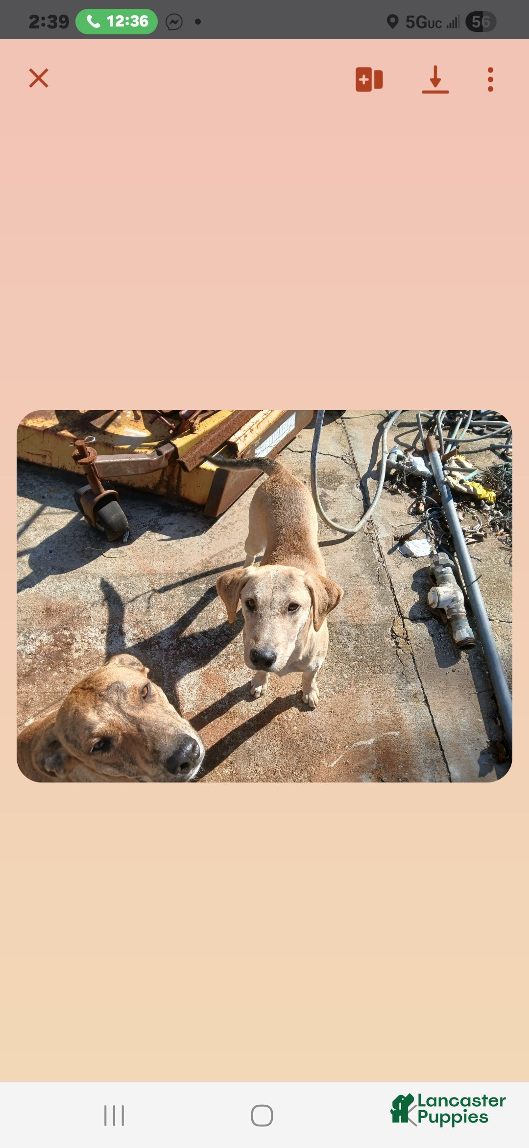 Mixed Breed dogs Mixed Breed Puppy 6 - Ad 35