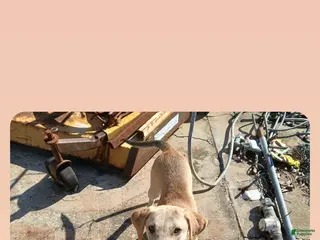 Mixed Breed dogs Mixed Breed Puppy 6 - Ad 35