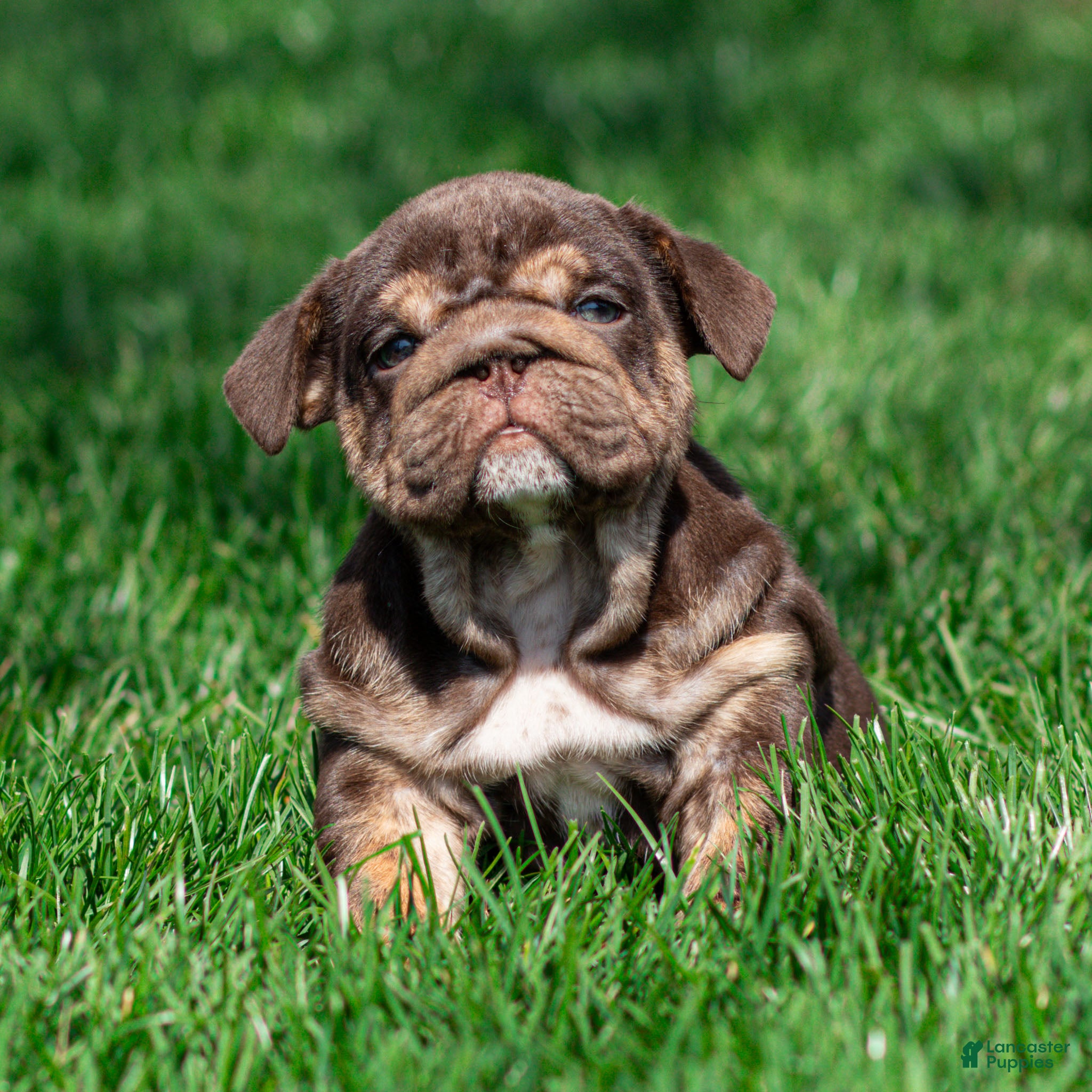 English Bulldog dogs Chanel Cocoa English Bulldog Puppy  - Ad 1